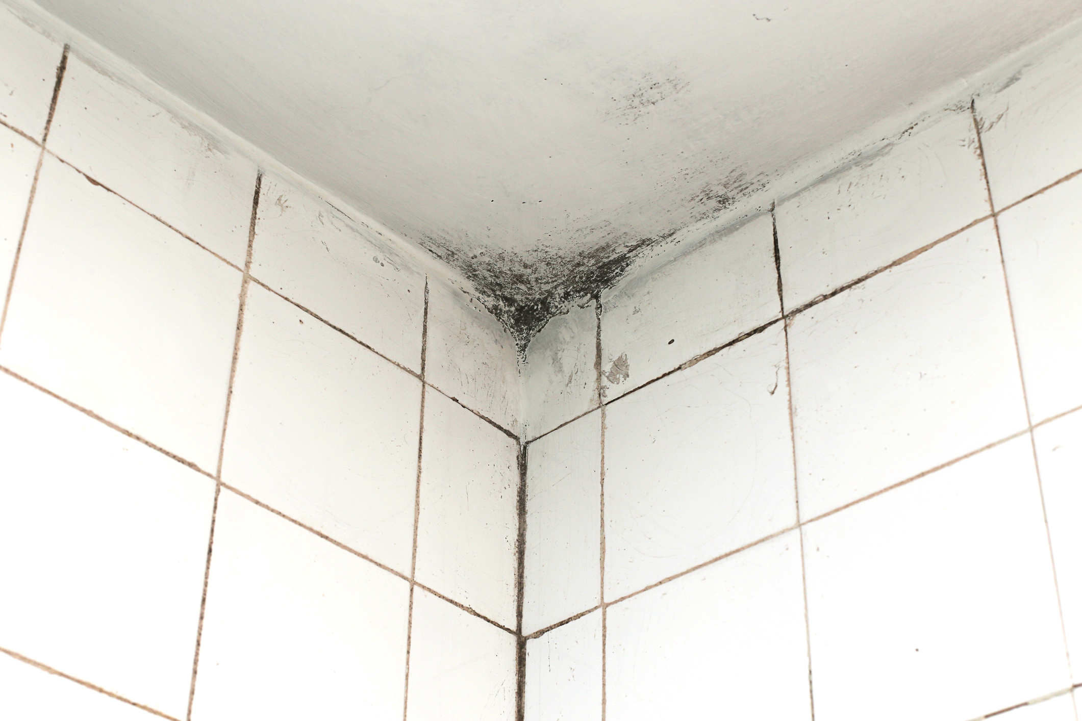 how-to-remove-black-mould-&-condensation-in-a-house-or-flat-weymouth-dorchester-dorset